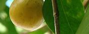 Manchineel Tree Apple of Death