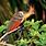 Manu National Park Birds