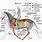 Mare Horse Anatomy
