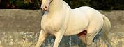 Marwari Horse Cremello