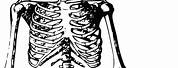 Medical Skeleton Clip Art