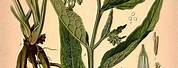 Medicinal Plants Botanical Illustration