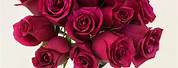 Merlot Rose Flower