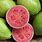 Mexican Guava Fruit