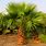 Mexican Palm