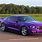 Midnight Purple Mustang