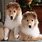 Mini Collie Puppies