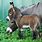 Miniature Donkey Breeds
