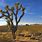 Mojave Desert Joshua Tree