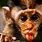 Monkey Funny Faces Wallpaper
