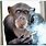 Monkey Smoking Cigarette Meme