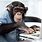 Monkey at Computer