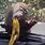 Monkey in Banana Car