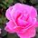 Most Beautiful Pink Rose