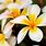 Most Beautiful Plumeria Flowers
