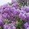 Most Fragrant Lilac Varieties
