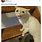 Most Popular Cat Memes