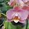 Moth Orchid Colors