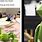 Muppet Kermit the Frog Memes