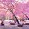 Nara Japan Cherry Blossoms