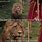 Narnia Lion Meme
