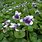 Native Violet Viola Hederacea