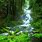 Nature Woods Stream