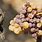 Noble Rot Grapes