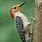 Northeastern Woodpeckers