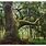 Oak Tree Painting