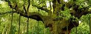 Oldest Tree in Britain