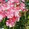 Oleander Flower Colors