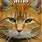 Orange Tabby Cat Memes