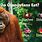 Orangutan Food