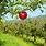 Orchard Farming