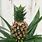 Ornamental Pineapple