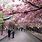 Osaka Japan Cherry Blossom Festival