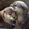 Otter Cuddle