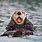 Otter Swimming On Back