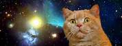 Outer Space Cat Meme