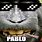 Pablo Monkey Meme