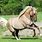 Palomino Dun Horse
