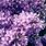 Pastel Purple Flowers