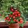 Patio Tomatoes Plants