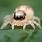 Patu Spider