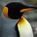 Penguin Orange Beak