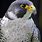 Peregrine Falcon Face
