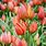 Perennial Tulips