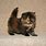 Persian Munchkin Kittens