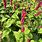 Persicaria Plants